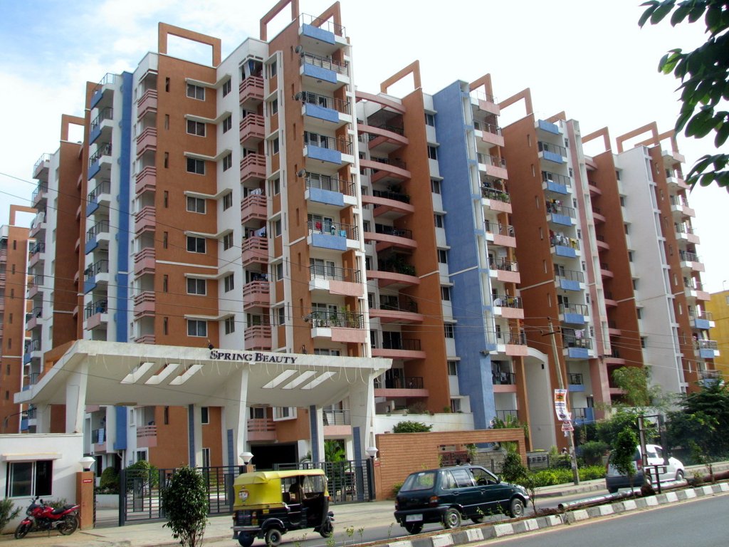 spring beauty Elevation