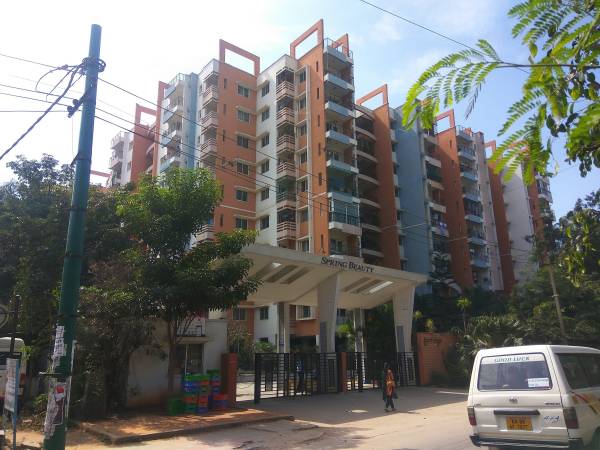  spring-beauty Elevation