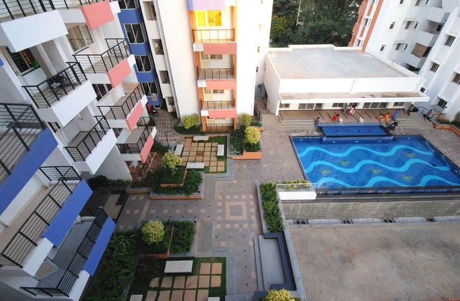 spring beauty Elevation