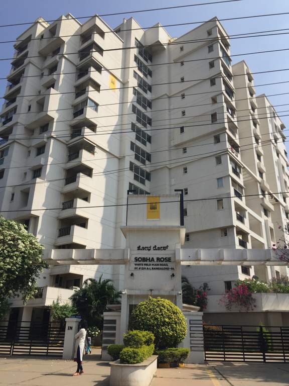  rose Images for Project