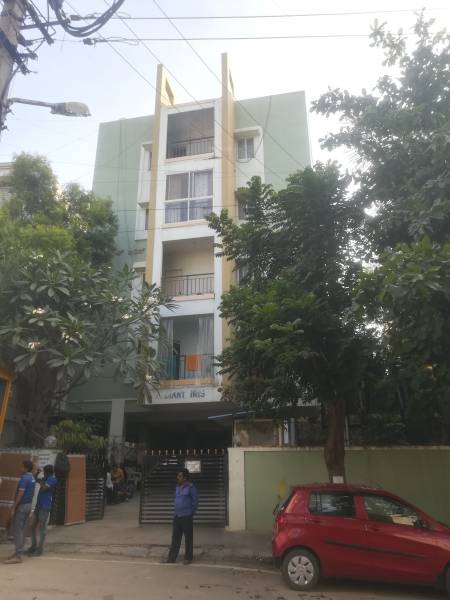  iris Images for Project