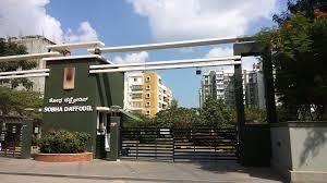 daffodil Images for Project