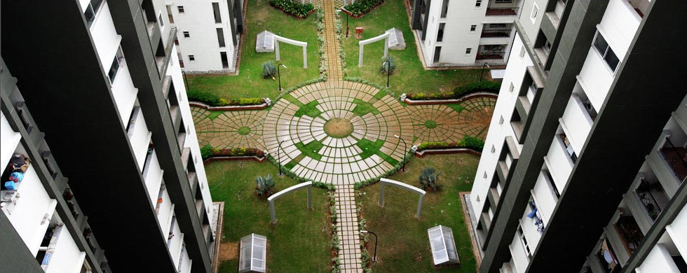 daffodil Images for amenities