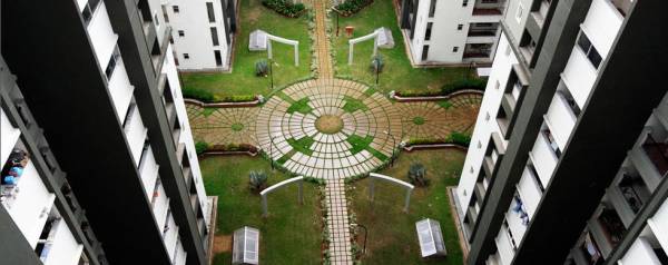 Images for amenities daffodil Images for amenities