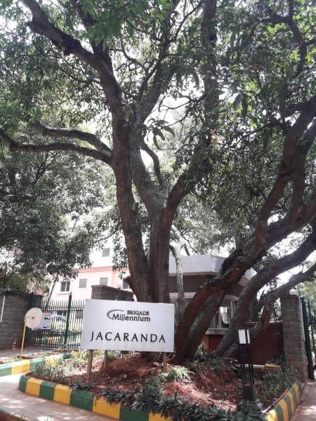  millennium-jacaranda Images for amenities
