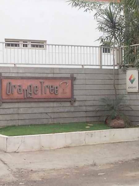  orange-tree Others