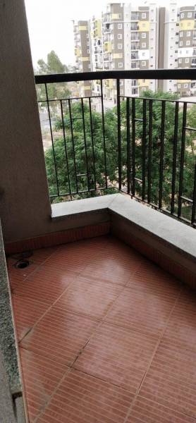  chrysanthemum Balcony