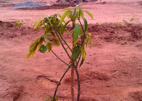 vsg-developers dream-hills Main Other