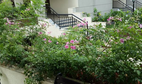 Images for Amenities of Lotus Petals