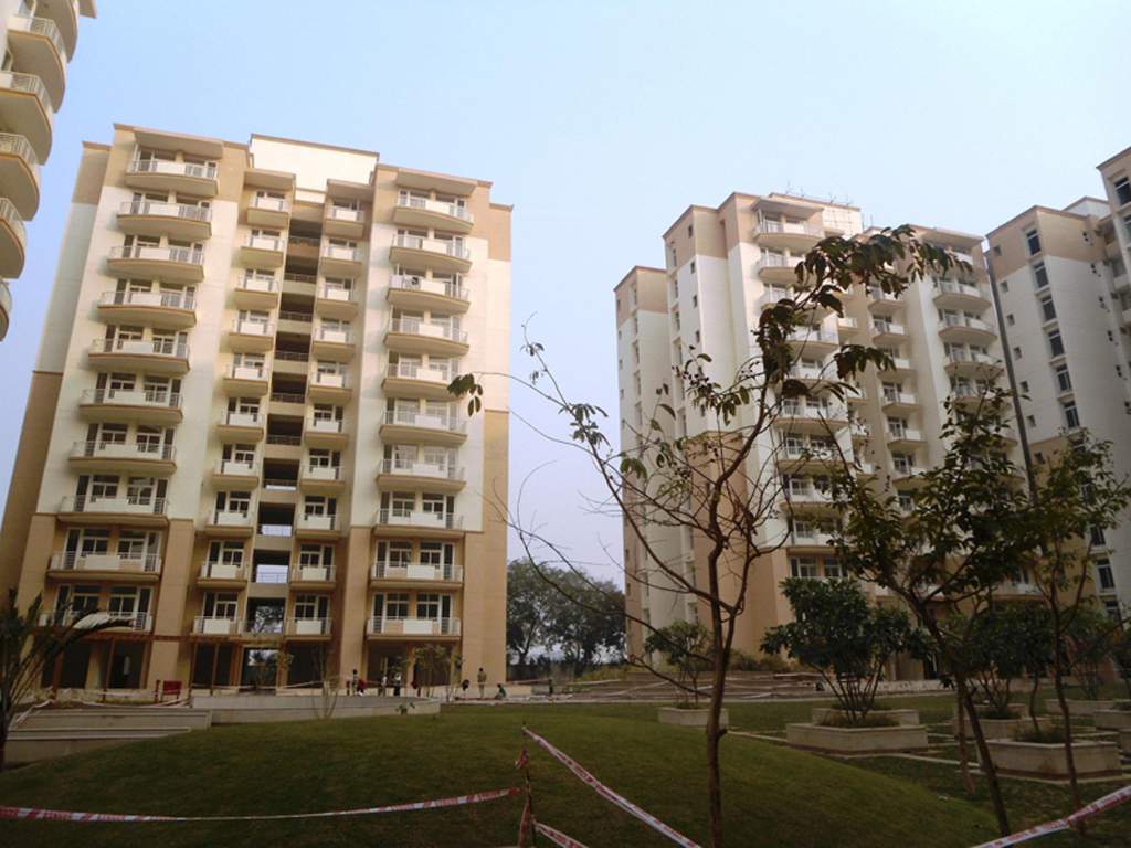  petals Images for Elevation of Tulip Petals