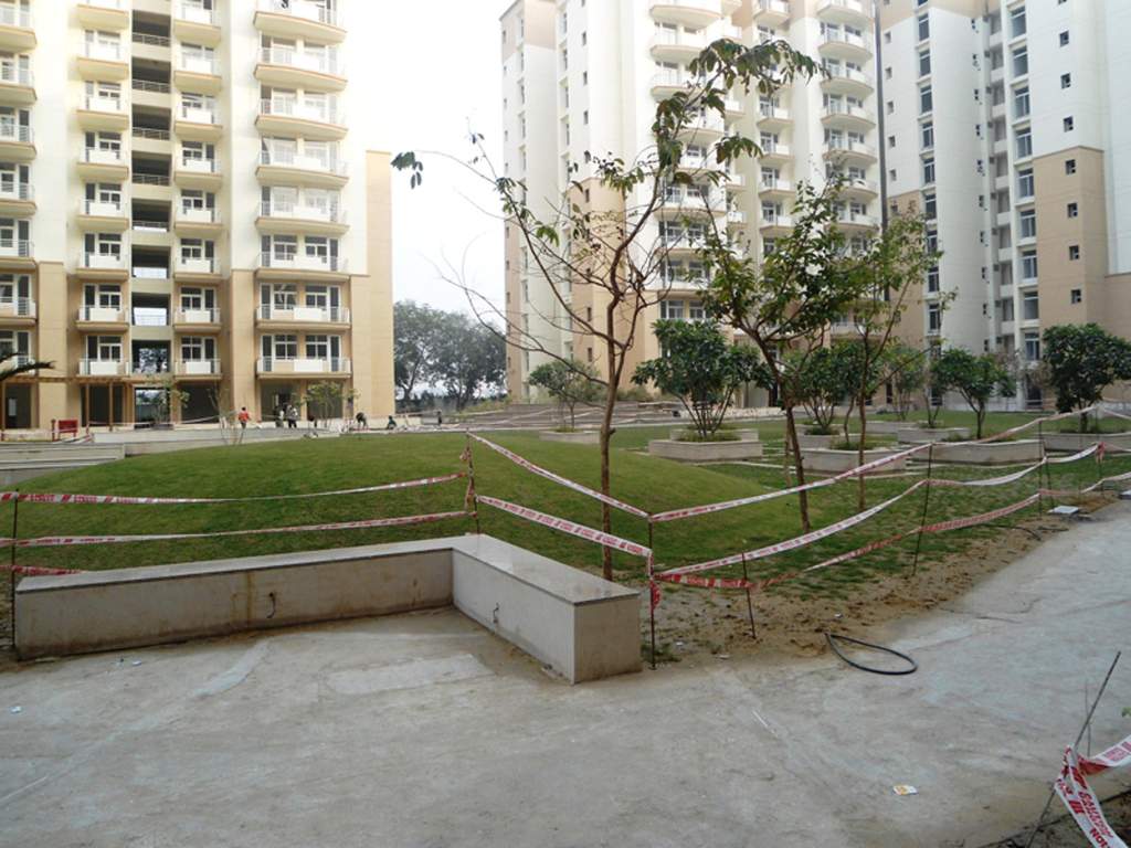  petals Images for Elevation of Tulip Petals