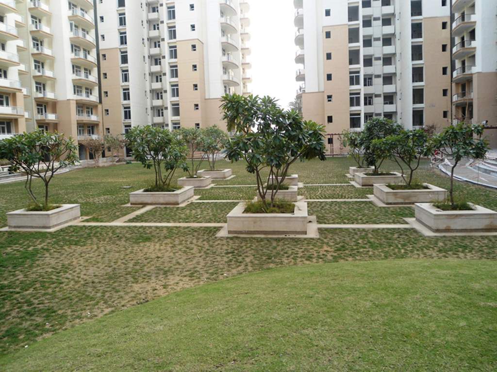  petals Images for Elevation of Tulip Petals