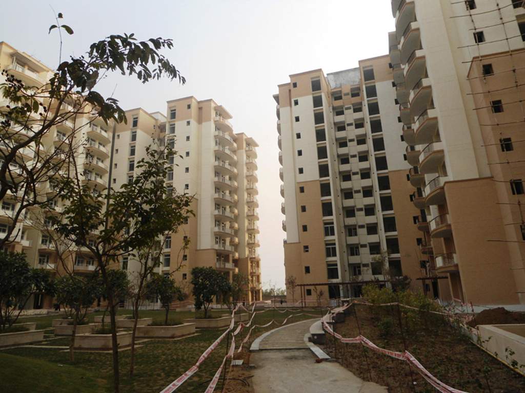  petals Images for Elevation of Tulip Petals