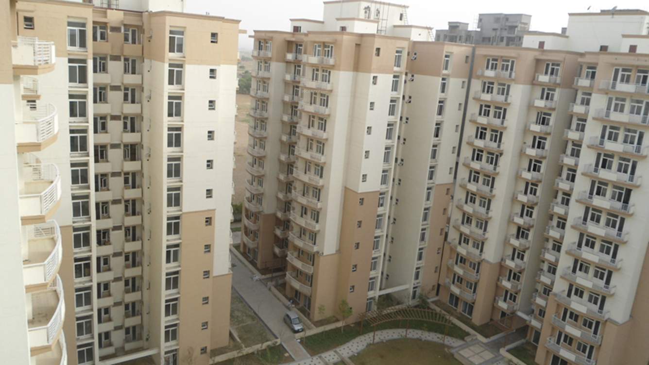  petals Images for Elevation of Tulip Petals