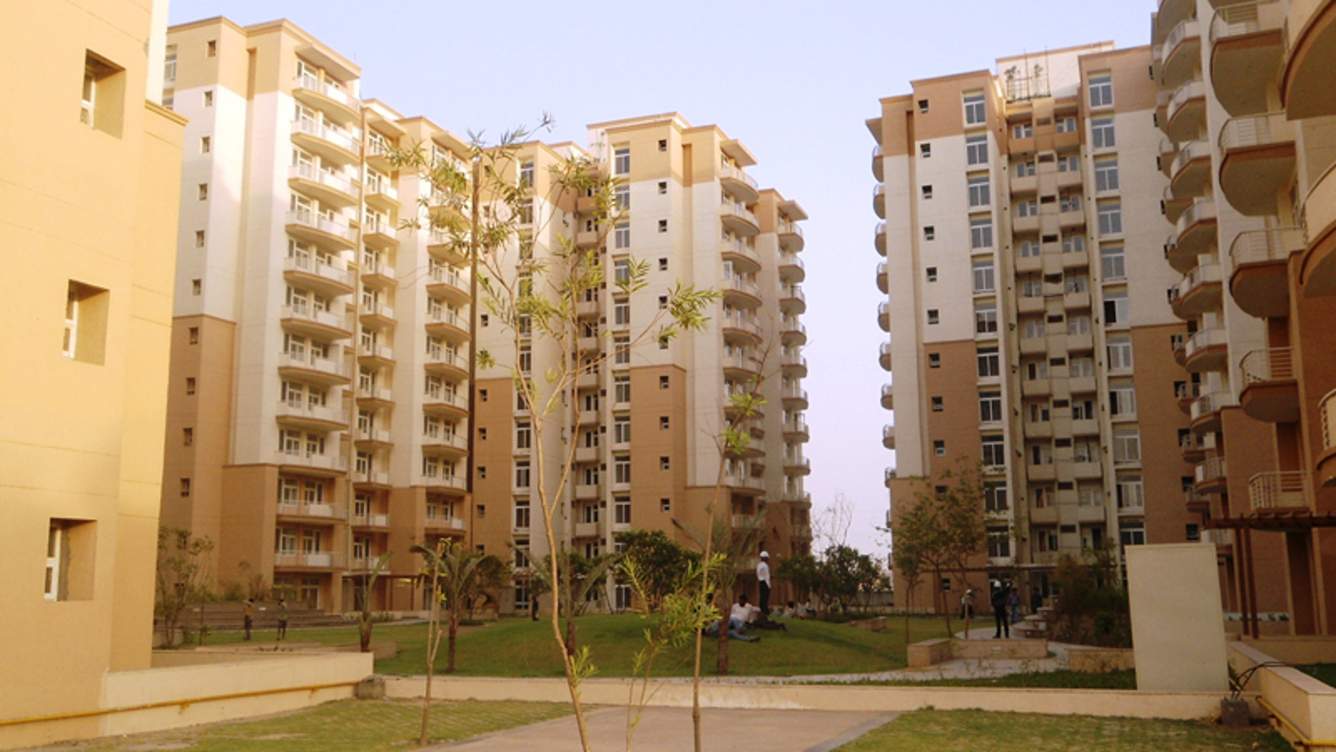  petals Images for Elevation of Tulip Petals