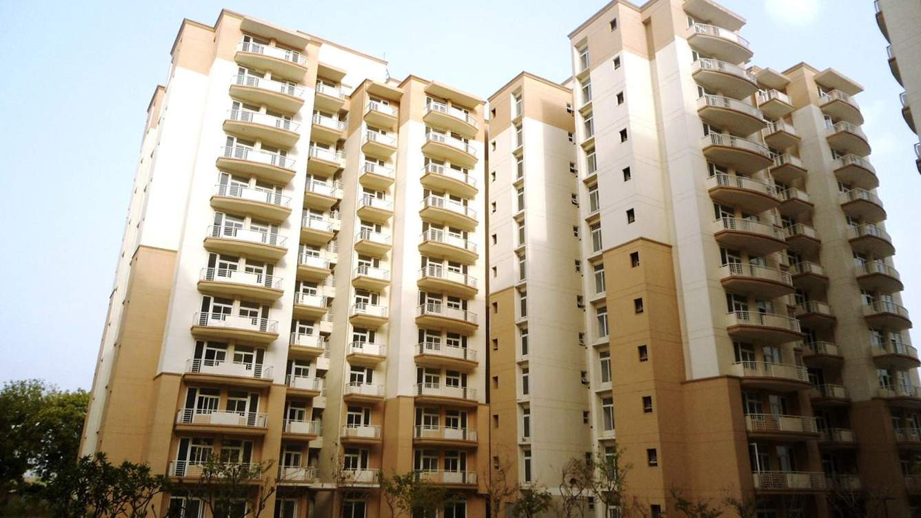  petals Images for Elevation of Tulip Petals