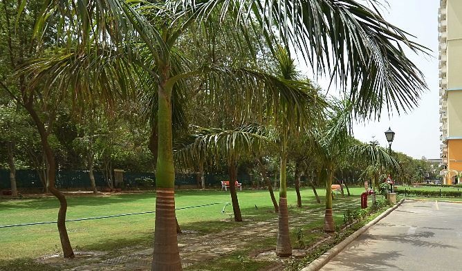 DLF Belvedere Park