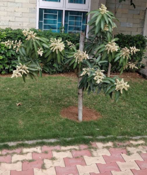  beverly-palms Landscaped Gardens