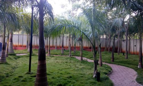  calyx Landscape Garden and Tree Planting