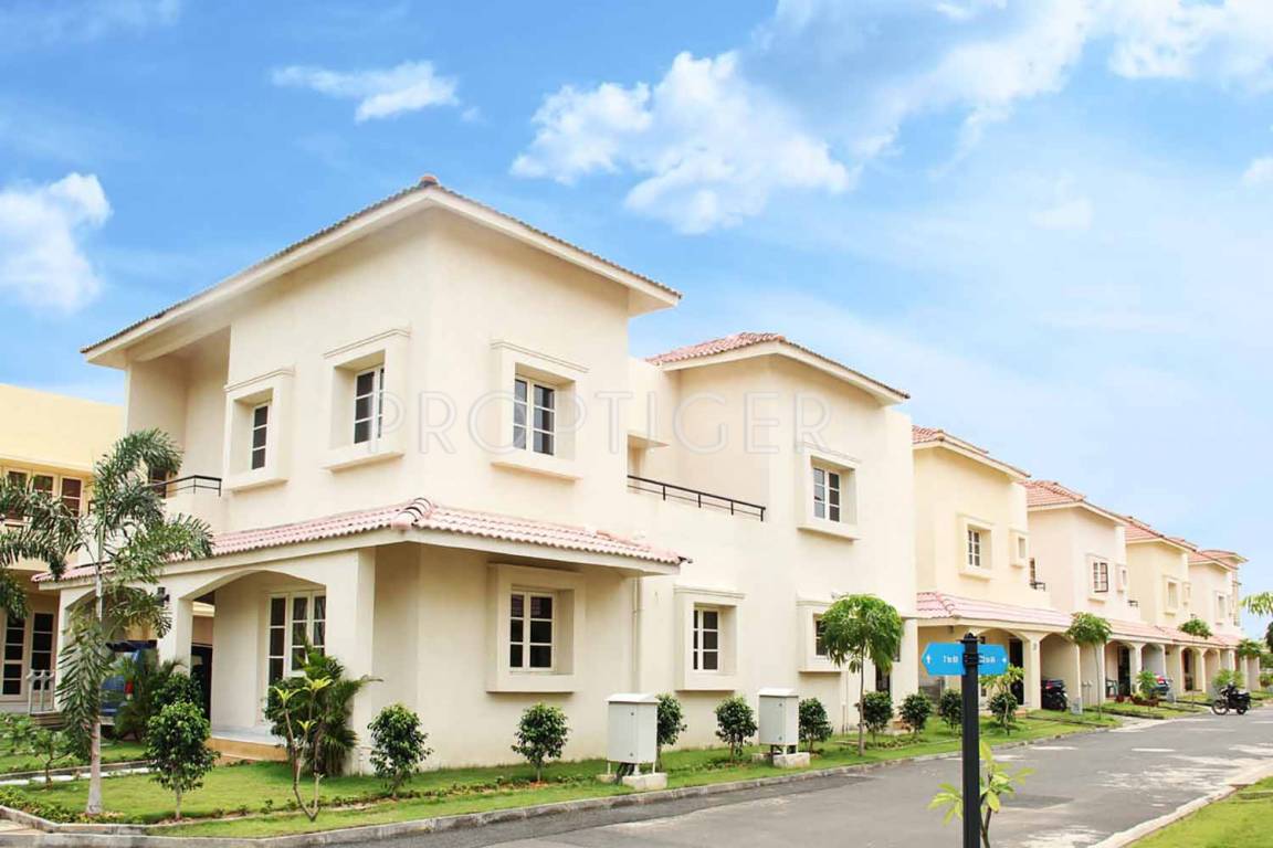 Images for Elevation of Alliance Bougainvillea