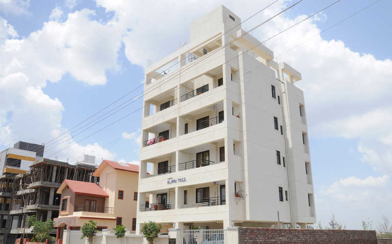  bloom tree Elevation