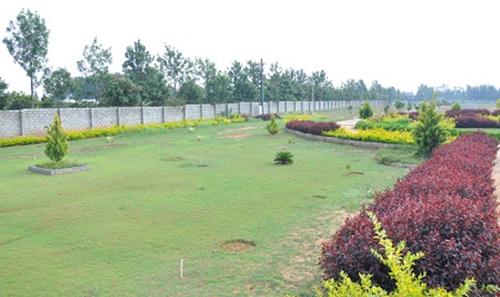  pine-woods Images for Main Other of Peninsula Infra Pine woods