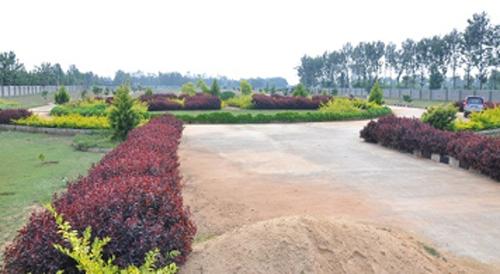  pine-woods Images for Main Other of Peninsula Infra Pine woods