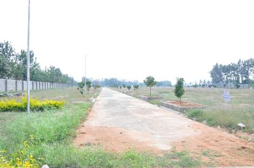  pine-woods Images for Main Other of Peninsula Infra Pine woods