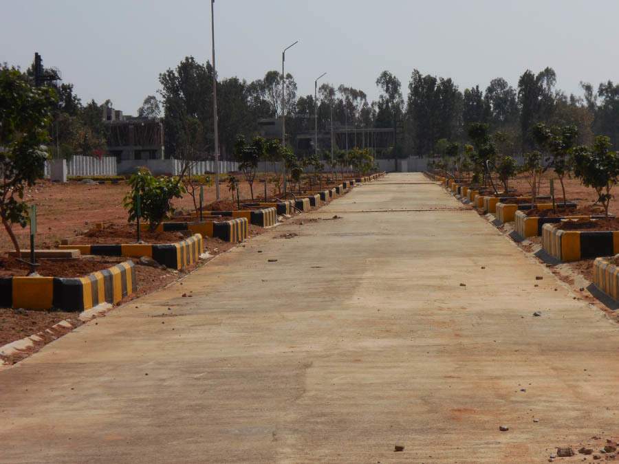  pine woods Images for Main Other of Peninsula Infra Pine woods