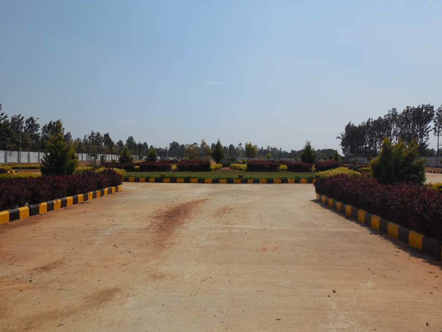  pine woods Images for Main Other of Peninsula Infra Pine woods