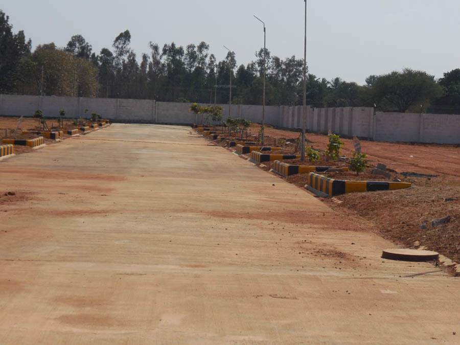  pine woods Images for Main Other of Peninsula Infra Pine woods