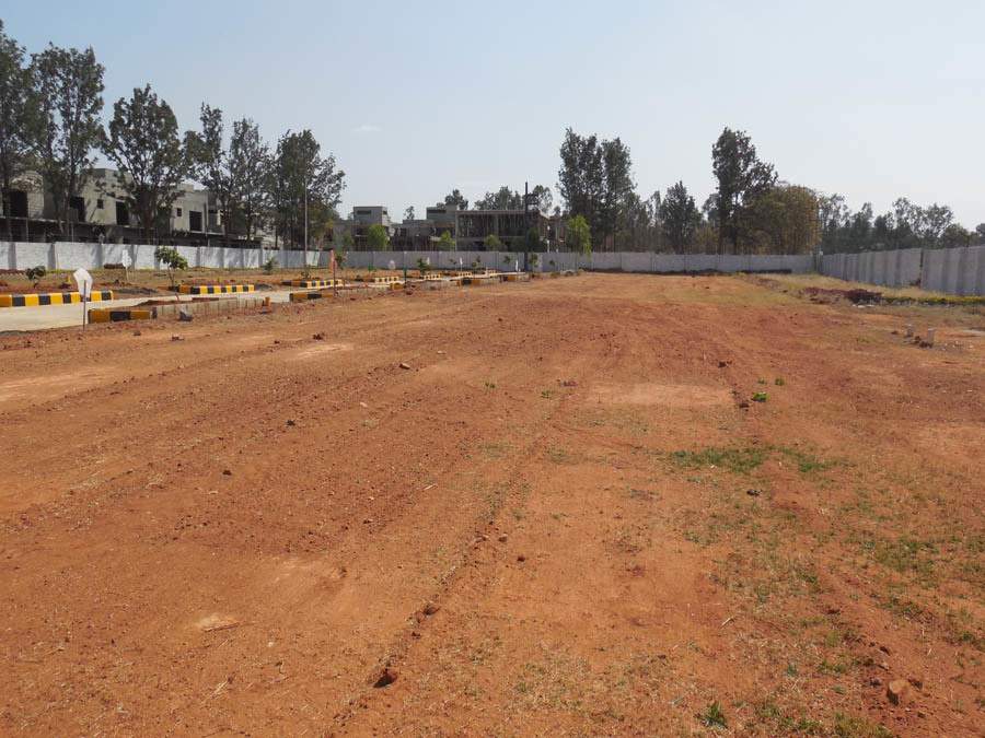  pine woods Images for Main Other of Peninsula Infra Pine woods