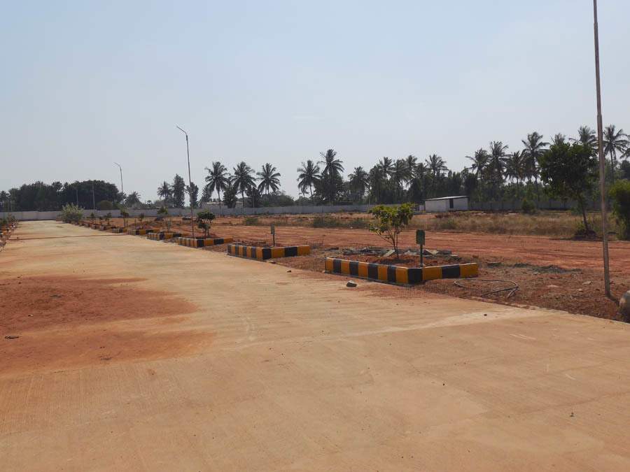  pine woods Images for Main Other of Peninsula Infra Pine woods