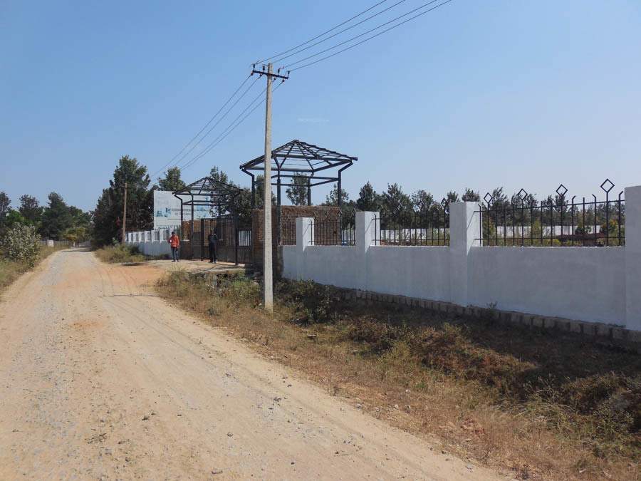  pine woods Images for Main Other of Peninsula Infra Pine woods