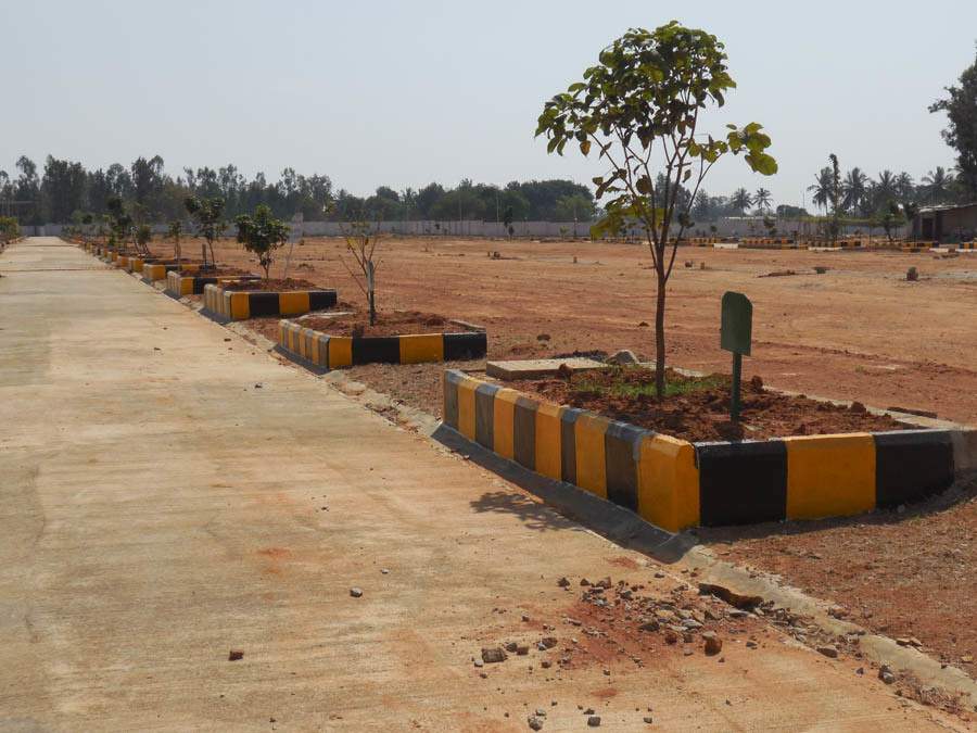  pine woods Images for Main Other of Peninsula Infra Pine woods