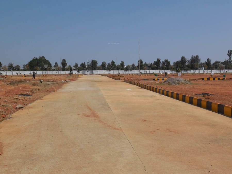  pine woods Images for Main Other of Peninsula Infra Pine woods