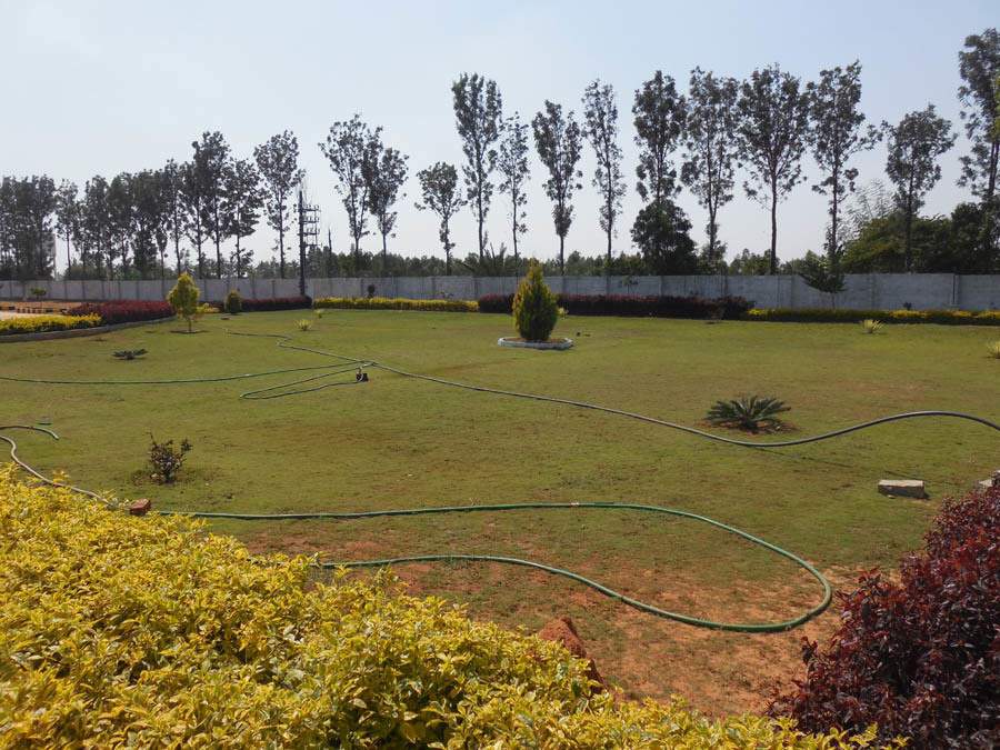  pine woods Images for Main Other of Peninsula Infra Pine woods