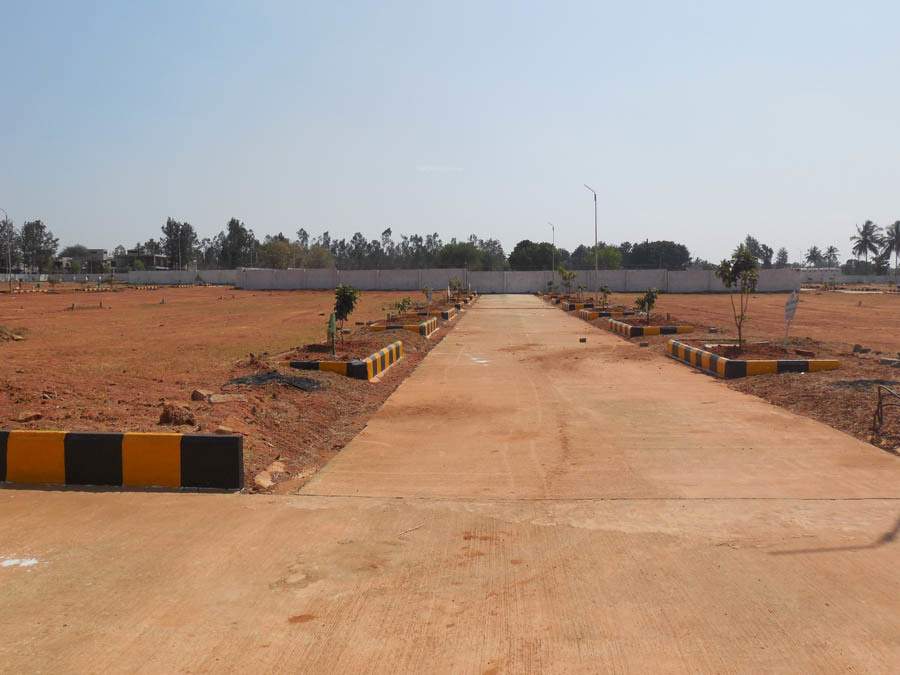  pine woods Images for Main Other of Peninsula Infra Pine woods