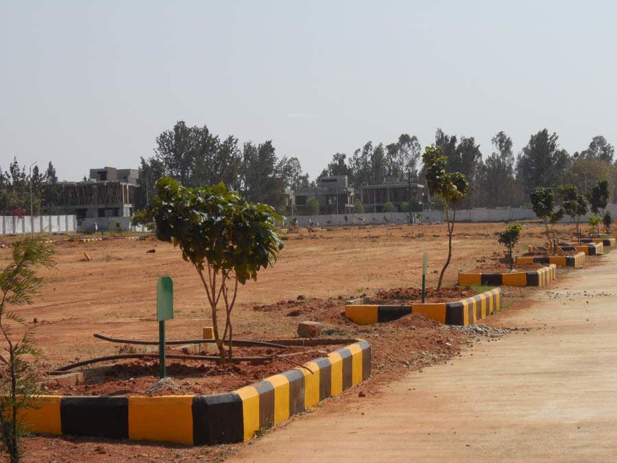  pine woods Images for Main Other of Peninsula Infra Pine woods