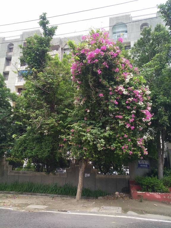  pmo apartments Elevation