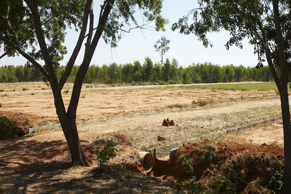  max-blossom Main Other