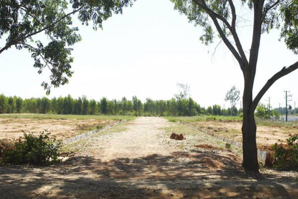  max-blossom Main Other