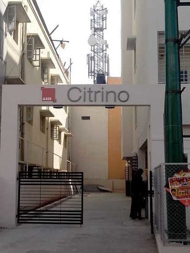  citrino Others