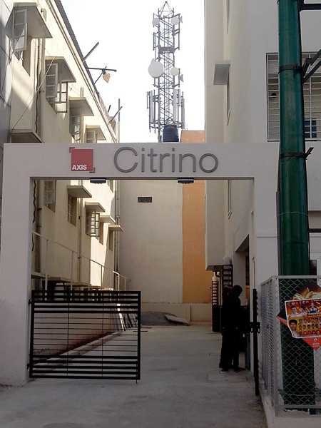  citrino Others
