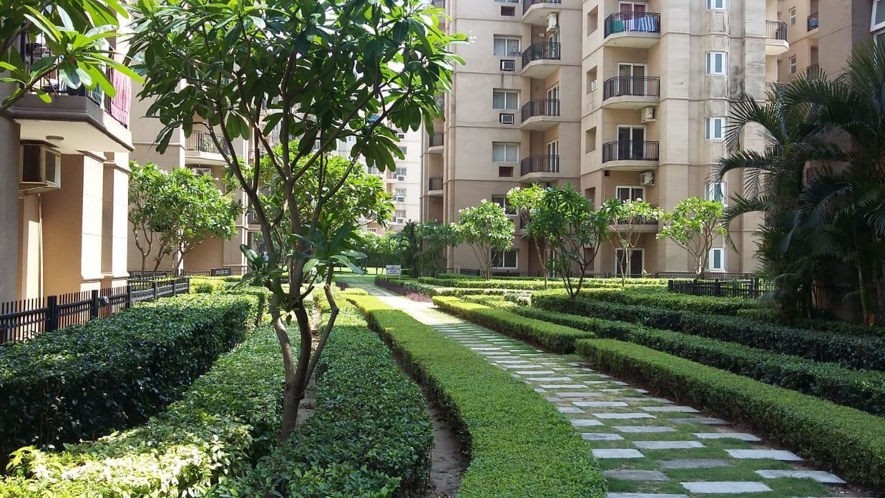 golf meadows prelude Others