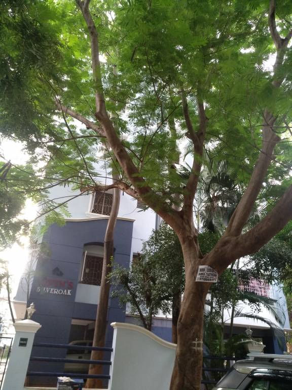 navin silver oak Elevation