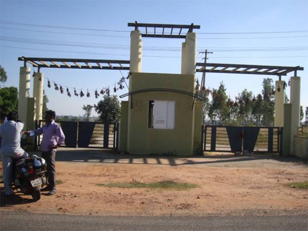  evergreen Main Other