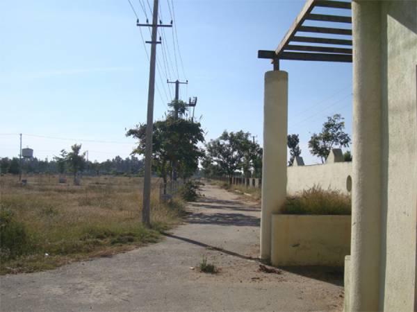  evergreen Main Other