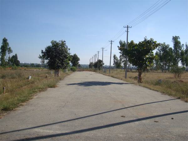  evergreen Main Other