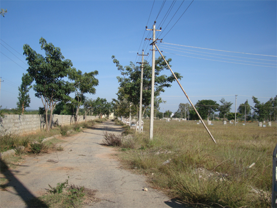  evergreen Main Other